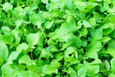 Arka plandaki yeşil bitkilerden arka plan