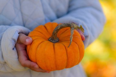 Çocuk dekoratif bir balkabağı tutuyor.