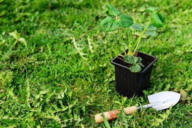 Yeşil çim arka planda bir tencerede çilek fidesi.