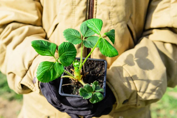 Strawberry seedling in the hands of man. Growing food in the garden.