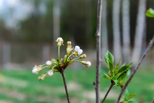 Kvetoucí Třešňové Semeno Zahradě — Stock fotografie