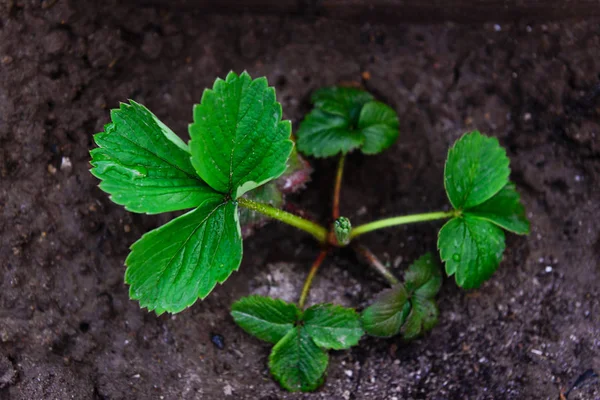Bahçede çilek yetiştiriyor..