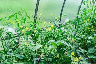 Serada çiçek açan domatesler.