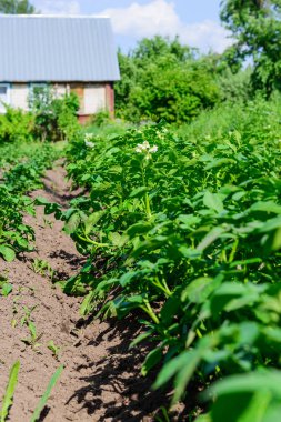 bahçede büyüyen patates.