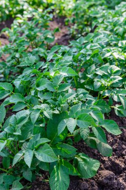 bahçede büyüyen patates.