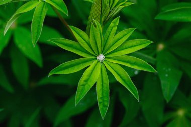 Çiy damlalarında lupine yeşil yaprakları.