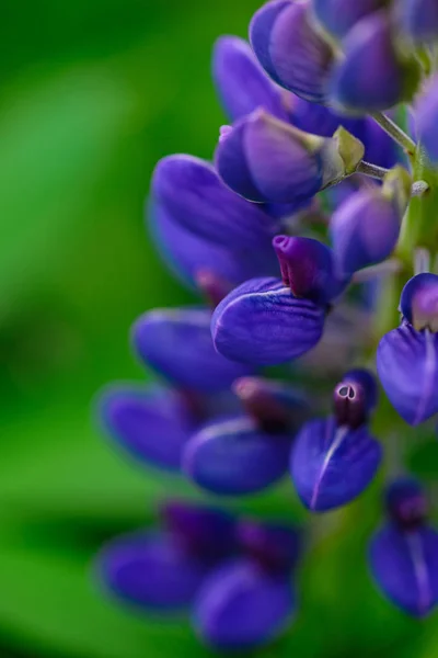 Flower of purple lupine on a background of green leaves, macro.