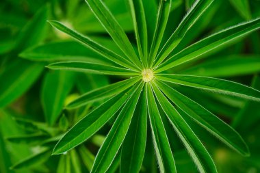 Çiy damlalarında lupine yeşil yaprakları.