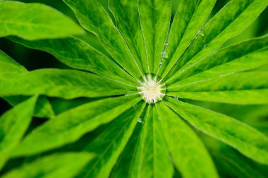 Çiy damlalarında lupine yeşil yaprakları.