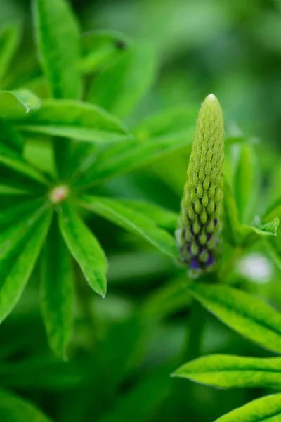 Flower Purple Lupine Background Green Leaves — Stock Photo, Image