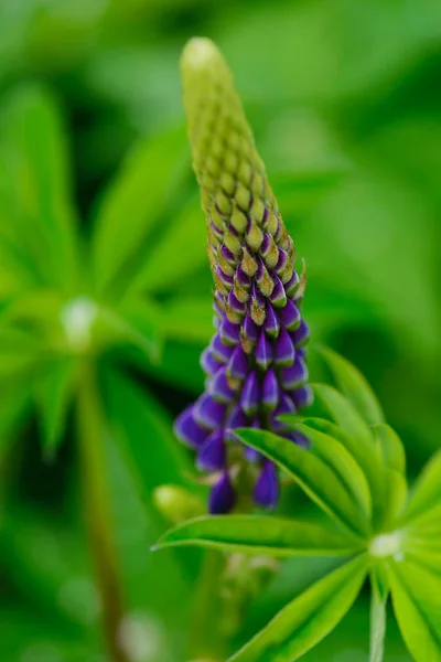 Цветок Фиолетового Люпина Фоне Зеленых Листьев — стоковое фото