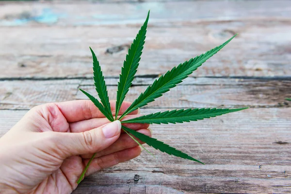 Grünes Cannabisblatt Der Hand Auf Hölzernem Hintergrund — Stockfoto