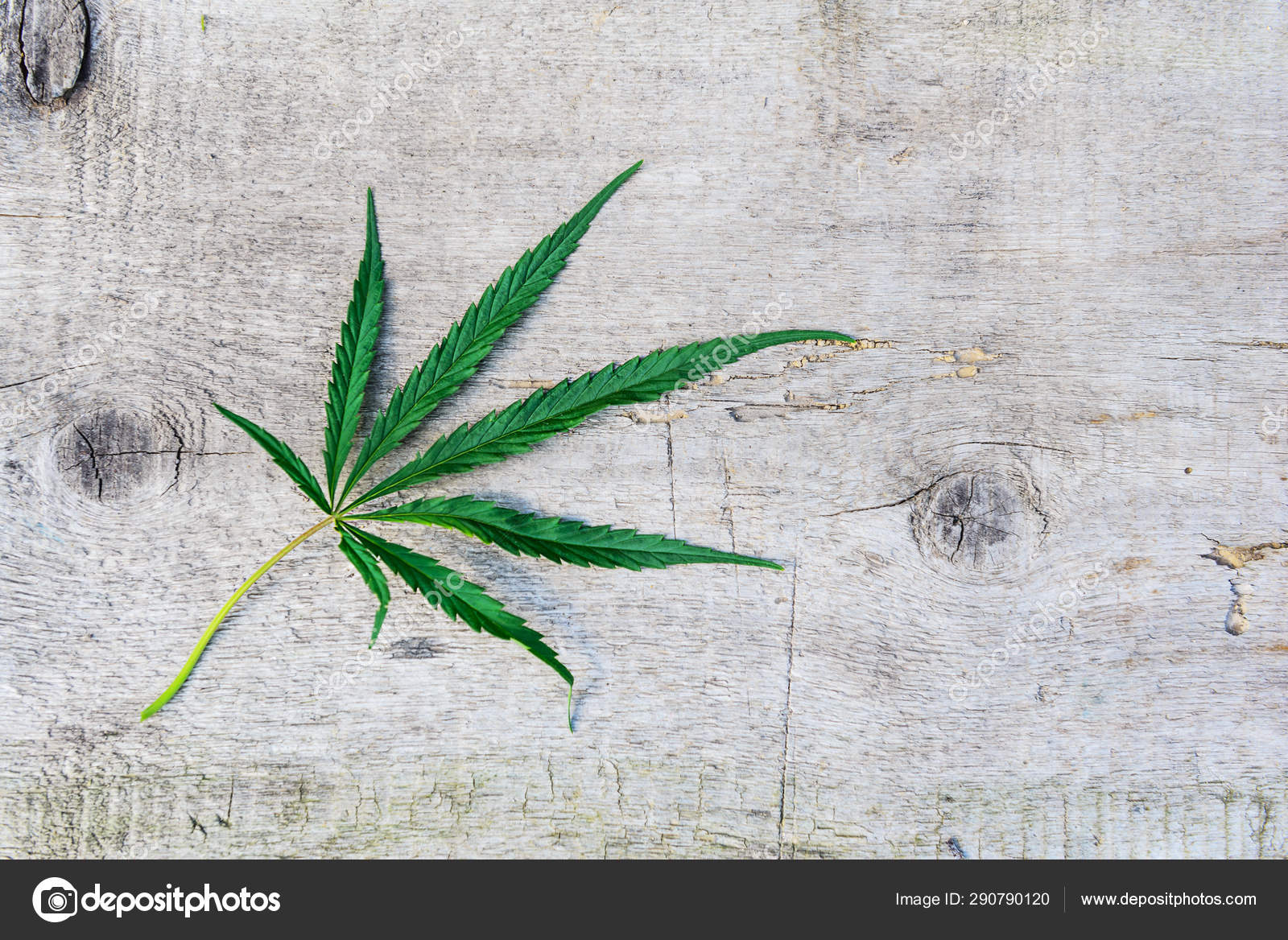 大麻植物图库照片 免版税大麻植物图片 Depositphotos 大麻植物图库照片 免版税大麻植物图片 Depositphotos