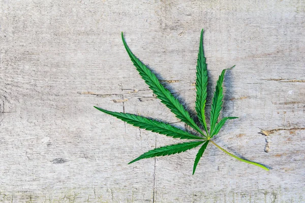 ahşap arka plan kenevir yaprağı.