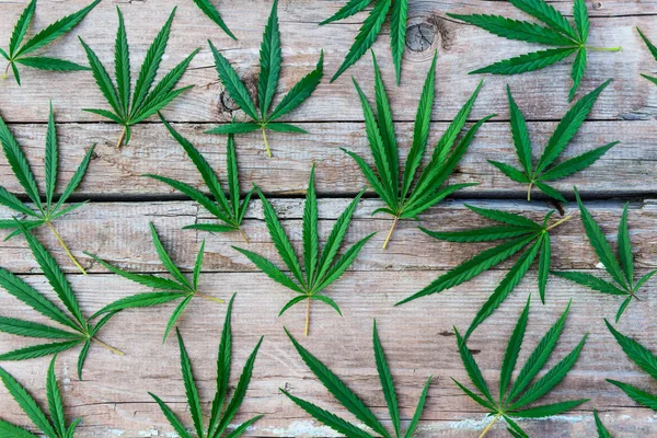 Background Cannabis Leaves Lying Wooden Boards — Stock Photo, Image