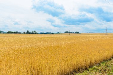 Gökyüzüne karşı buğday ile alan.