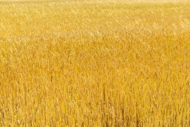 Buğdayla tarla. Buğdayın arka planı.