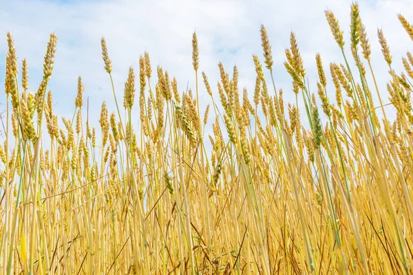 Field Wheat Sky Royalty Free Stock Images