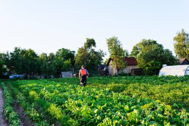 Çiftçi haşerelerden patates tarlasını işliyor. Sebze ekimi.