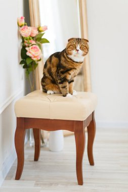İskoç Fold kedi çiçek ve bir ayna bir arka planda hafif bir bira üzerinde oturur