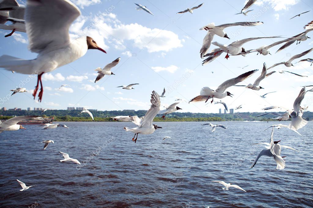A flock of white seagulls flying over the blue water, river, sky, summer