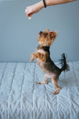 Pembe yay ile küçük bir siyah-kahverengi Yorkshire Terrier köpek gri bir arka plana karşı bir yatakta onun arka bacakları üzerinde duran ve davranır bakıyor.