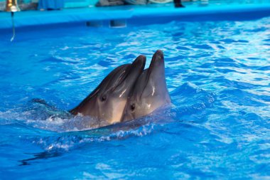 İki gri şişe burunlu yunushavuzda mavi suda yüzüyor