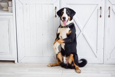 güzel, neşeli benekli köpek beyaz bir arka planda oturur ve köpek dilini gösterir