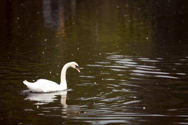 Белый Лебедь Красным Клювом Плавает Воде — стоковое фото