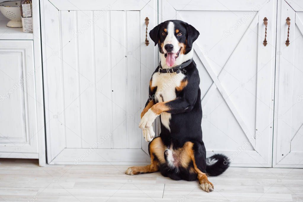 beautiful, cheerful spotted dog sits on a white background and the dog shows tongue