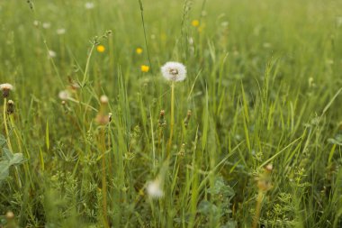 Beyaz tüylü karahindiba yeşil çimlerin ve çayırdaki sarı küçük çiçeklerin arasında duruyor.