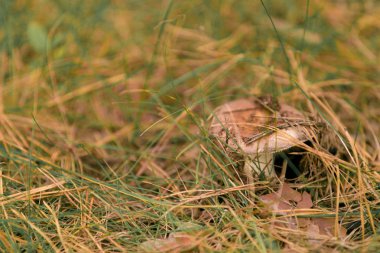 Yeşil çim ve kuru çam iğneleri arasında kahverengi şapkalı ve beyaz bacaklı bir mantar büyüyor.