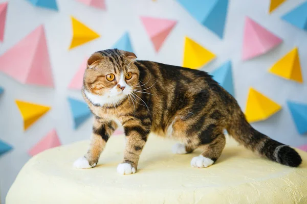 A Scottish Fold cat with scary eyes, brown, white and black stripes, stands on a light puff against the background of a wall with pink blue and yellow triangle beds.