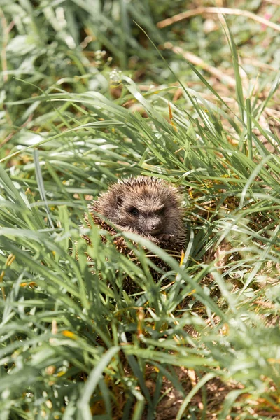 Gray wild hedgehog curled up and lies in the high green grass