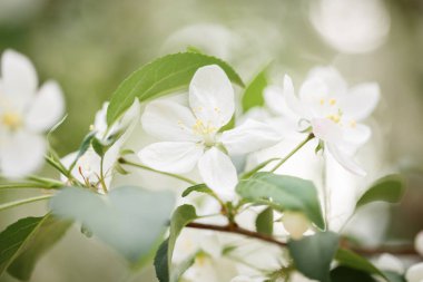 Büyük beyaz çiçekler ve yeşil yaprakları elma ağacı dalı üzerinde çiçek açtı. Bulanık Arka Plan