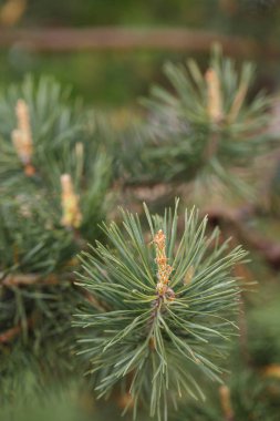 Yeşil uzun iğneler ile çiçekli çam dalı. Bulanık Arka Plan. 