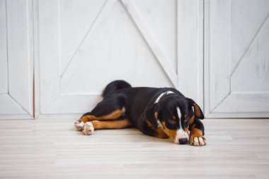 Cins Appenzeller Dağ Köpeği küçük bir köpek beyaz çizgili ve pençeleri ahşap bir duvarın arka planına karşı ışık zemin üzerinde yatan kahverengi-kırmızı. Yatay çerçeve.