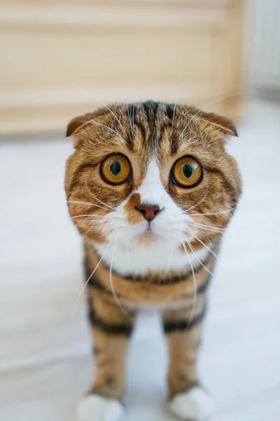 Cute Scottish Brown Cat White Face Black Stripes Curled Ears — Stock Photo, Image