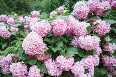 Bahçede yeşil yaprakların arasında bir Bush üzerinde yaz aylarında kabartılmış yavaşça pembe hidangeas büyük çiçekler. Yatay çerçeve