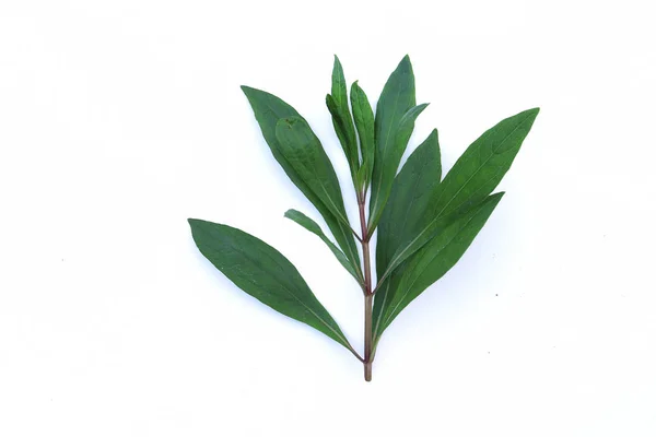 Otlar eupatorium fortunei Turcz beyaz arka plan izole.
