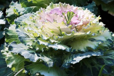 yeşil yaprakları ile dekoratif bir lahana yakın çekim bitki