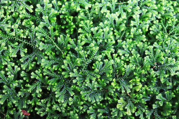 Vacker grön mossa på stenen, Moss närbild, makro. Vackra — Stockfoto