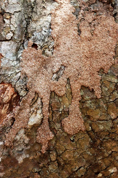 Fondo de textura de corteza de árbol. - Imagen de un árbol de Tailandia . — Foto de Stock