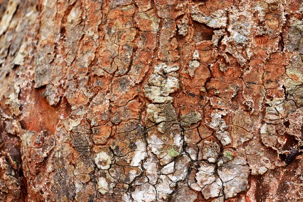 Pozadí struktury kůry stromů. -Image thajského stromu. — Stock fotografie