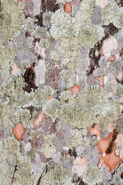 Träd bark textur bakgrund. -Bild ett träd i Thailand. — Stockfoto