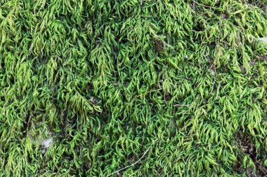 Taş üzerinde güzel yeşil yosun, yosun closeup, makro. Beautifu