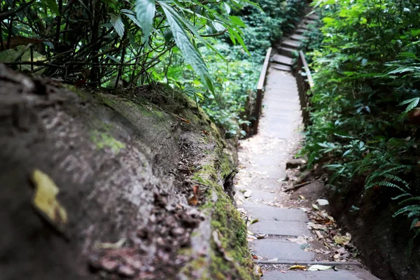 Sentiero di legno, modo, pista da tavole nel parco forestale, prospettiva — Foto Stock