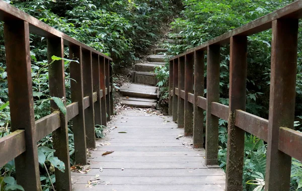 Sentiero di legno, modo, pista da tavole nel parco forestale, prospettiva — Foto Stock