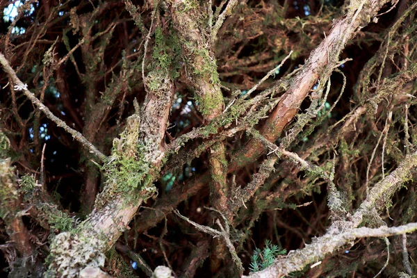 Tree bark texture background. - Image a tree of Thailand. — Stock Photo, Image