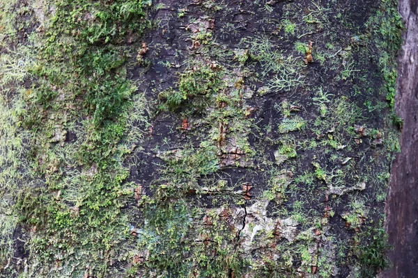 树和森林图像背景上的绿色摩斯 — 图库照片